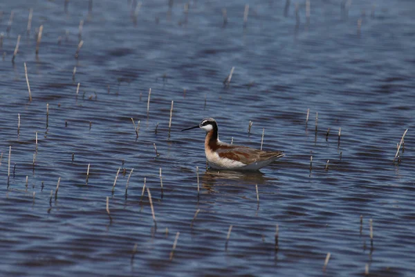 Wilson Phalarope Nőivarú Phalaropus Tricolor — Stock Fotó