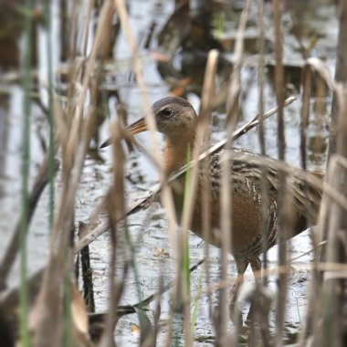 Kral Demiryolu (rallus elegans)