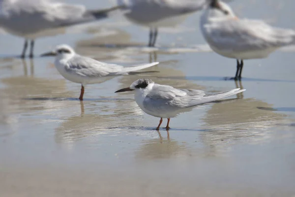 Forster Terns Nemtenyésztés Csorda Amely Szörfben Áll — Stock Fotó