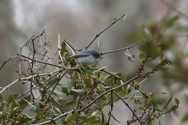 Blauwgrijze Muggenvanger Mannetje Polioptila Caerulea — Stockfoto