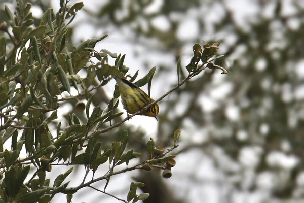 Prateria Warbler Setophaga Scolorimento — Foto Stock