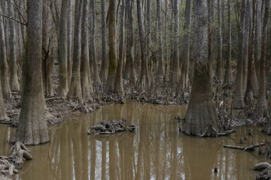 Güney Carolina 'daki Congaree Ulusal Parkı' nın yükseltilmiş sahil yolunun görüntüsü.