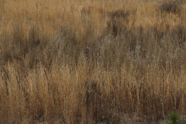 Uzun, kuru otların karışımına yakın.