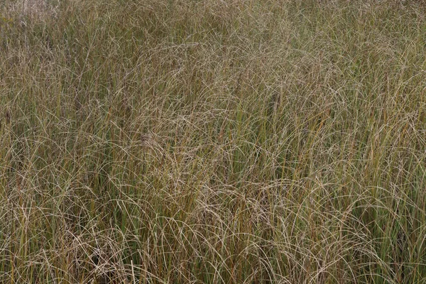 いくつかの背の高い曲げ草の閉鎖 — ストック写真