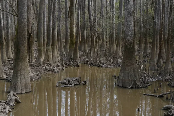 Güney Carolina 'daki Congaree Ulusal Parkı' nın yükseltilmiş sahil yolunun görüntüsü.