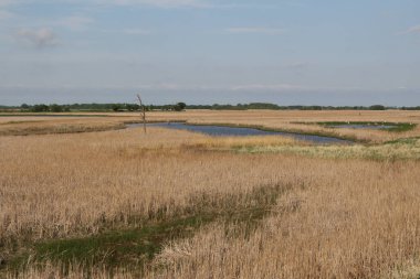 Minnesota 'daki Big Stone Ulusal Vahşi Yaşam Sığınağı' nda gönüllü tahıl tarlaları