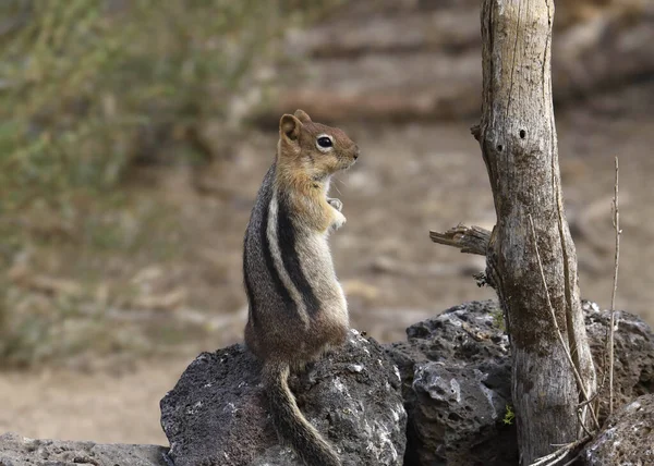 Golden Mantled Ground Squirrel Callosphermophilus Lateralis — Stock Photo, Image