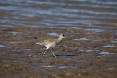 Willet (üreme karşıtı) (tringa semipalmata))