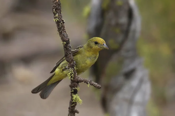 Western Tanager Female Piranga Ludovicina — Stock Fotó