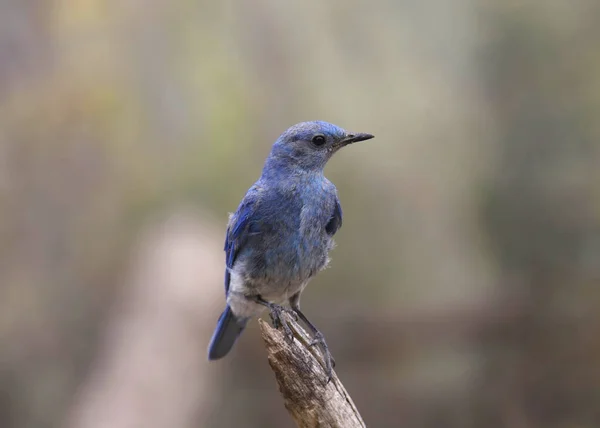 Fjällblåsfågel Hane Sialia Currucoides — Stockfoto