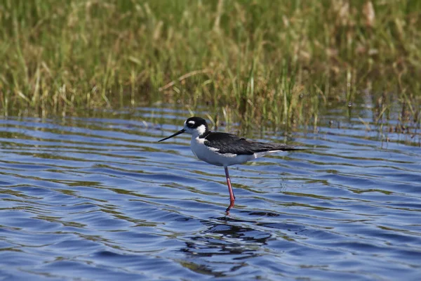 Fekete Nyakú Tüske Himantopus Mexicanus — Stock Fotó