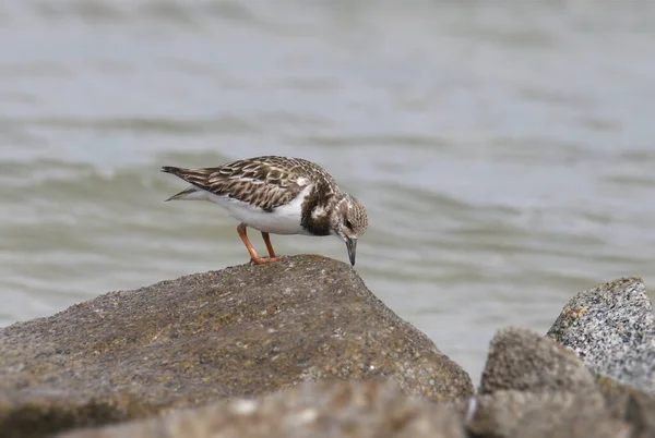 Ruddy Turnstone Reproductivo Arenaria Interpres — Foto de Stock