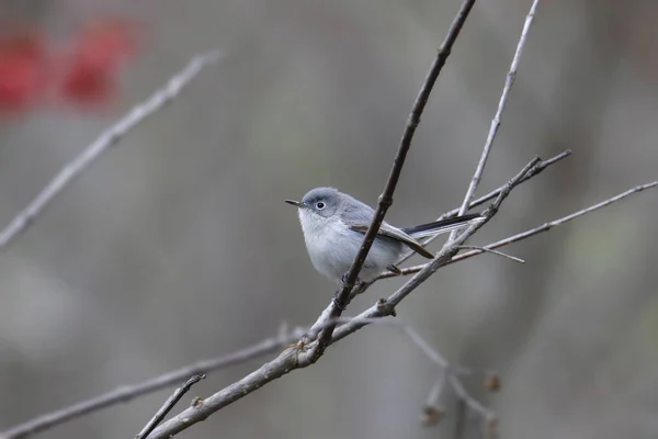 Gnatcatcher Gris Azulado Macho Polioptila Caerulea — Foto de Stock