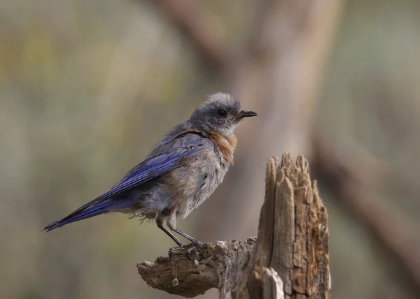 Merle Bleu Ouest Femelle Sialia Mexicana — Photo