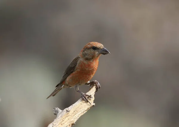 Crossbill Vermelho Masculino Loxia Curvirostra — Fotografia de Stock