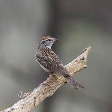Chipping Sparrow (spizella passerina) clipart