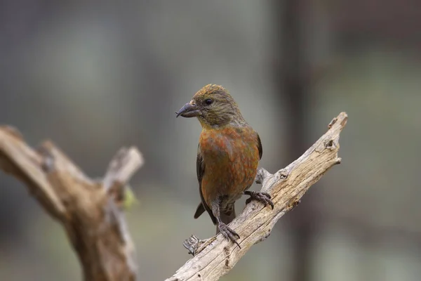 Red Crossbill Immature Male Loxia Curvirostra — Stock Photo, Image