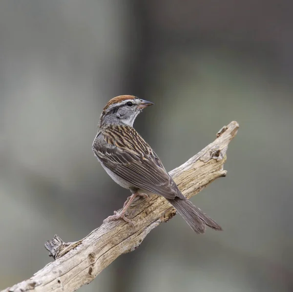 Чиппинг Воробей Spizella Passerina — стоковое фото