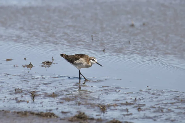 Wilson Phalarope Hím Phalaropus Tricolor — Stock Fotó