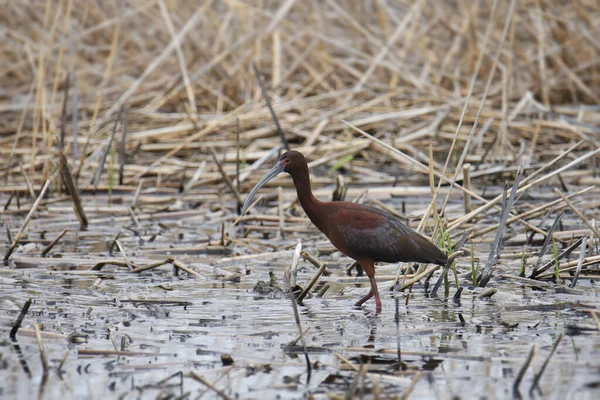 Ibis Face Blanche Plegadis Chihi Debout Dans Une Zone Humide — Photo