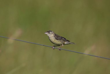 Dişi (bobolink) bir tel üzerinde durmaktadır.