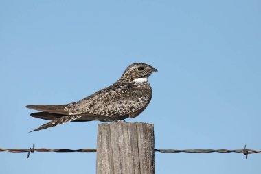 Ortak Nighthawk (kordeiles minor) bir çit direğinde yarı uykuda