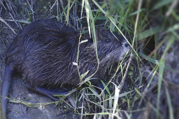 Fecho Uma Nutria Juvenil Myocaster Coypus — Fotografia de Stock