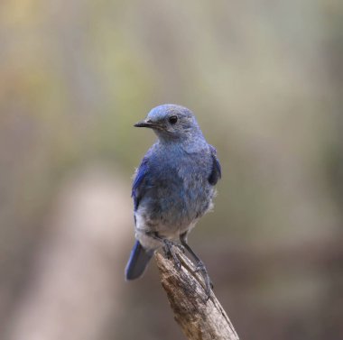 Dağ mavi kuş (Sialia currucoides)
