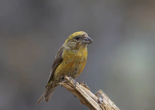 Red Crossbill Immature Loxia Curvirostra — Stock Photo, Image