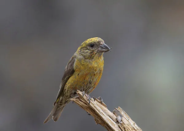 Crossbill Vermelho Imaturo Loxia Curvirostra — Fotografia de Stock