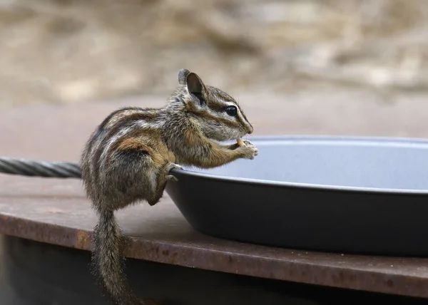 Least Chipmunk (tamias minimus) balanced on the edge of a metal plate