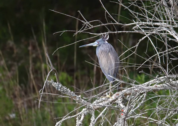 Üç renkli balıkçıl (egretta üç renkli)) 