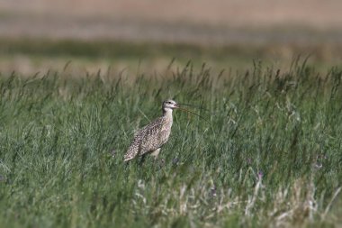 Uzun gagalı Curlew (Numenius americanus)