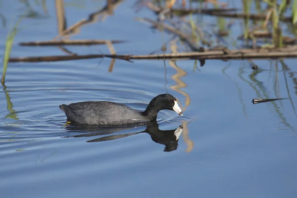 American Coot Fulica Americana Foerageert Een Rommelig Moeras — Stockfoto