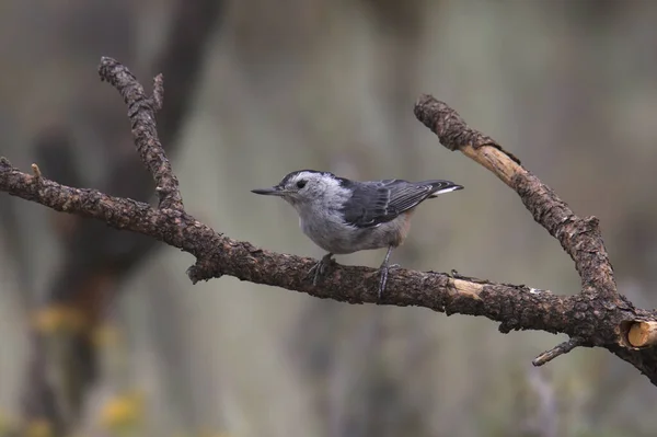 Білогрудний Nuthatch Sitta Carolinensis — стокове фото