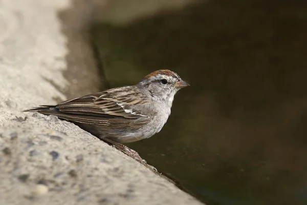 Gorrión Chipping Spizella Passerina Bebiendo Una Piscina Agua — Foto de Stock