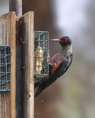 Lewis 'in Ağaçkakanı (melanerpes Lewis) bir süet besleyiciden yemek yiyor