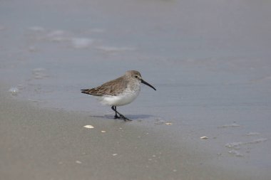 Dunlin (üreme yoksunluğu) (calidris alpina) kumlu bir plajda su kenarında duruyor.