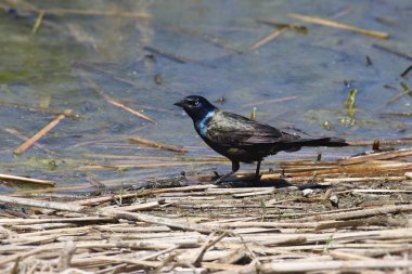 Genel Grackle (erkek) (quiscalus quiscula)