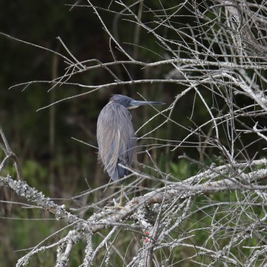 Üç renkli balıkçıl (egretta üç renkli)) 