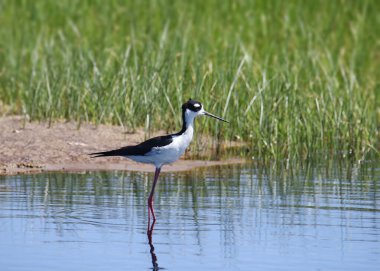 Siyah boyunlu Stilt (himantopus mexicanus) sığ sularda duruyor