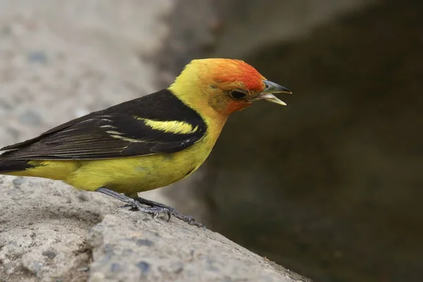 Tanager Occidental Piranga Ludoviciana Con Lengua Mostrando Como Bebe Charco — Foto de Stock