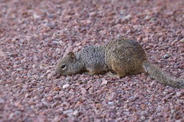 Kaya sincabı (otospermophilus variegatus) bazı kırmızı çakıllarda arama yapar