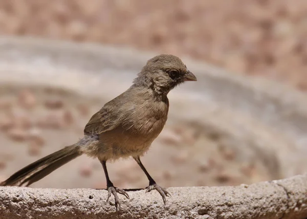 Abert Towhee Melozon Aberti Ült Szélén Egy Szikla Tál — Stock Fotó