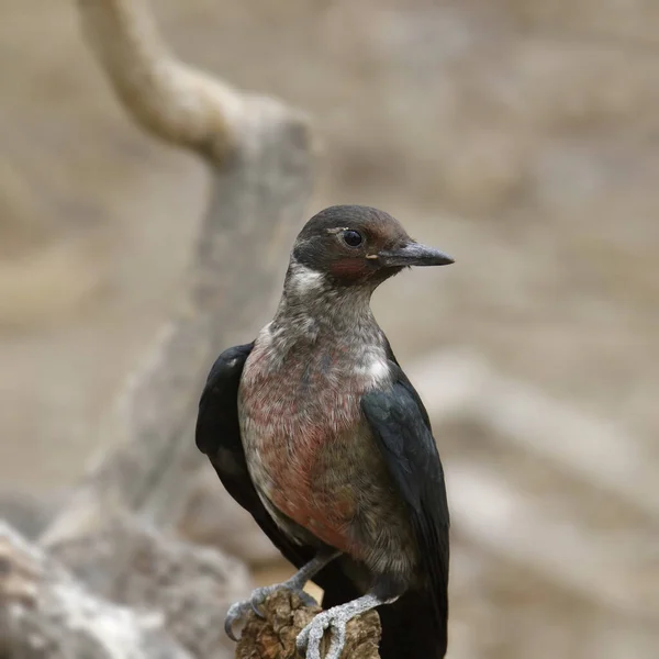 Lewis Woodpecker Melanerpes Lewis Felhúzott Fejjel — Stock Fotó