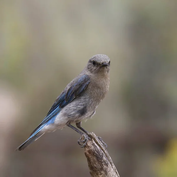 Fjällblåsfågel Hona Sialia Currucoides Sittande Ändan Död Gren — Stockfoto