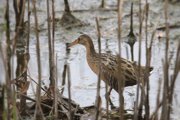 Kung Rail Rallus Elegans Födosök Rörig Våtmark — Stockfoto