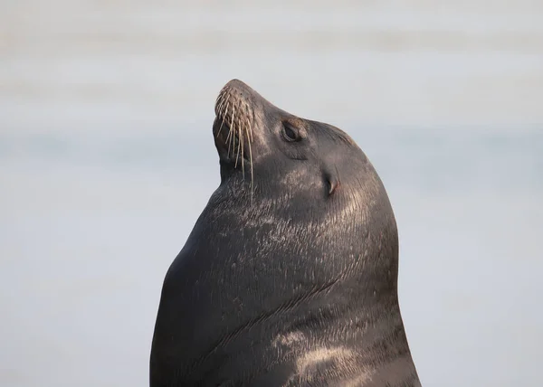 Nahaufnahme Eines Kalifornischen Seelöwen Zalophus Californianus — Stockfoto
