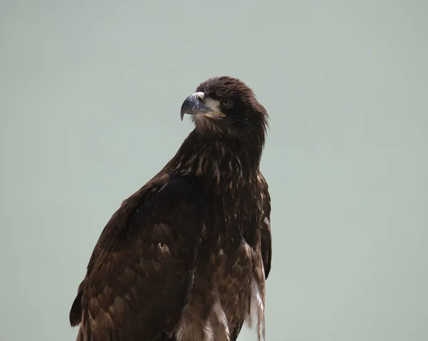 未成熟秃头鹰 Haliaeetus Leucohead 的闭锁 — 图库照片