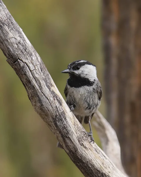 Mountain Chickadee Poecile Gambeli Perched Bare Branch — Stock Photo, Image